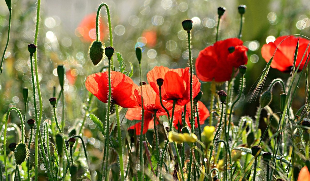 Autumn Planting for Spring Colour in Borders
