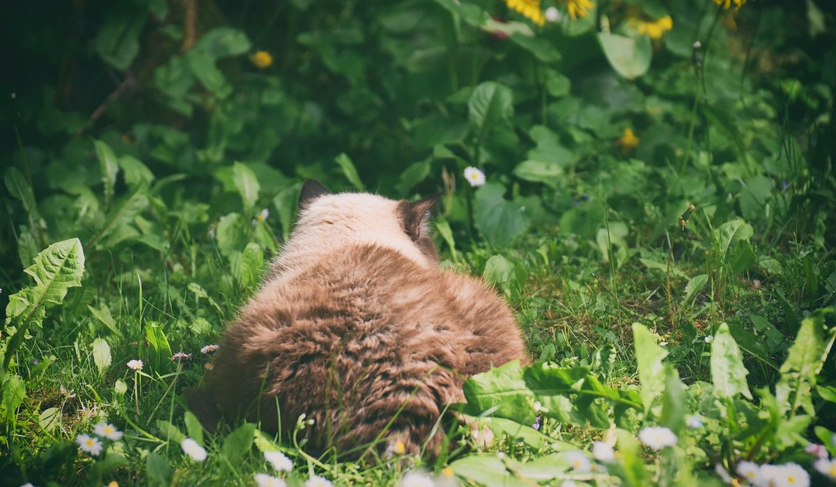 Choosing Native British Plants for a Small Garden