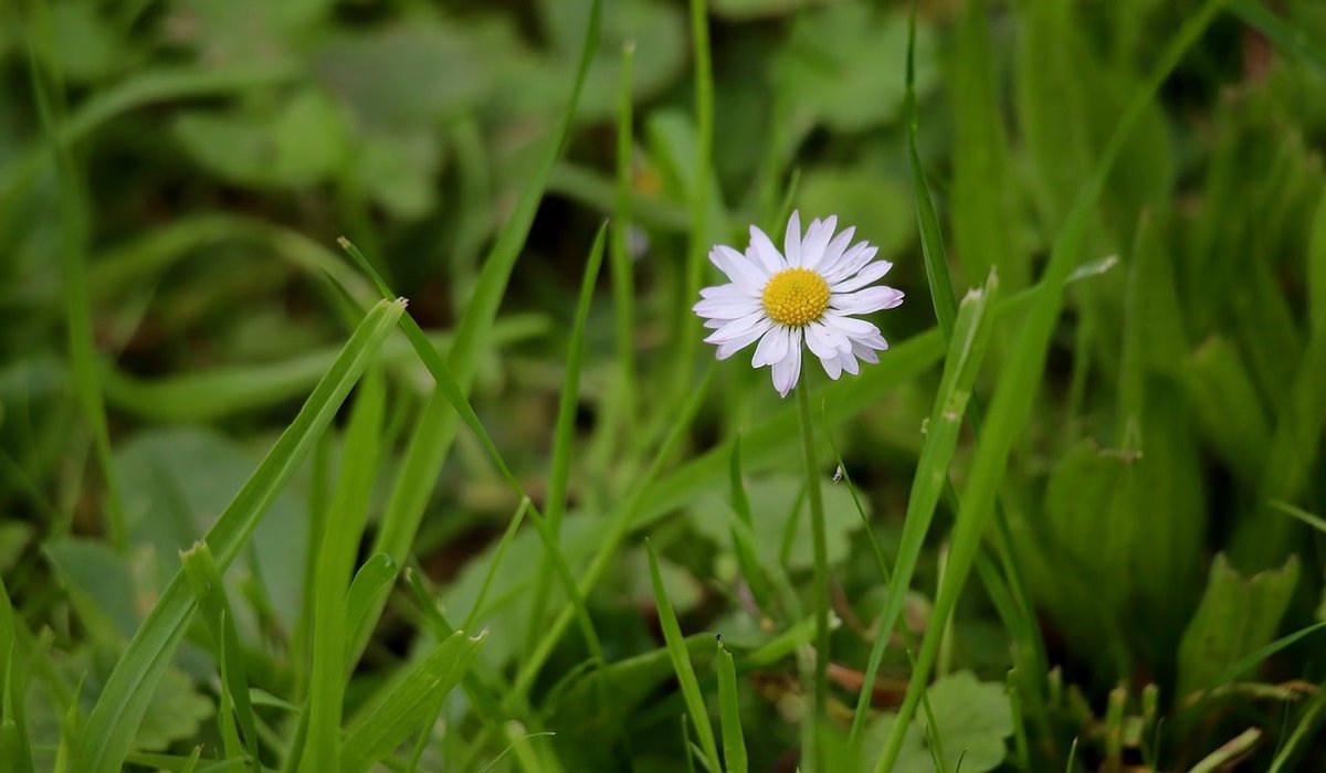 Creating a Mini Meadow in a Small Space