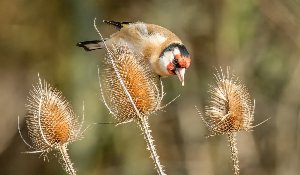 How to Create a Wildlife-Friendly Garden Pond