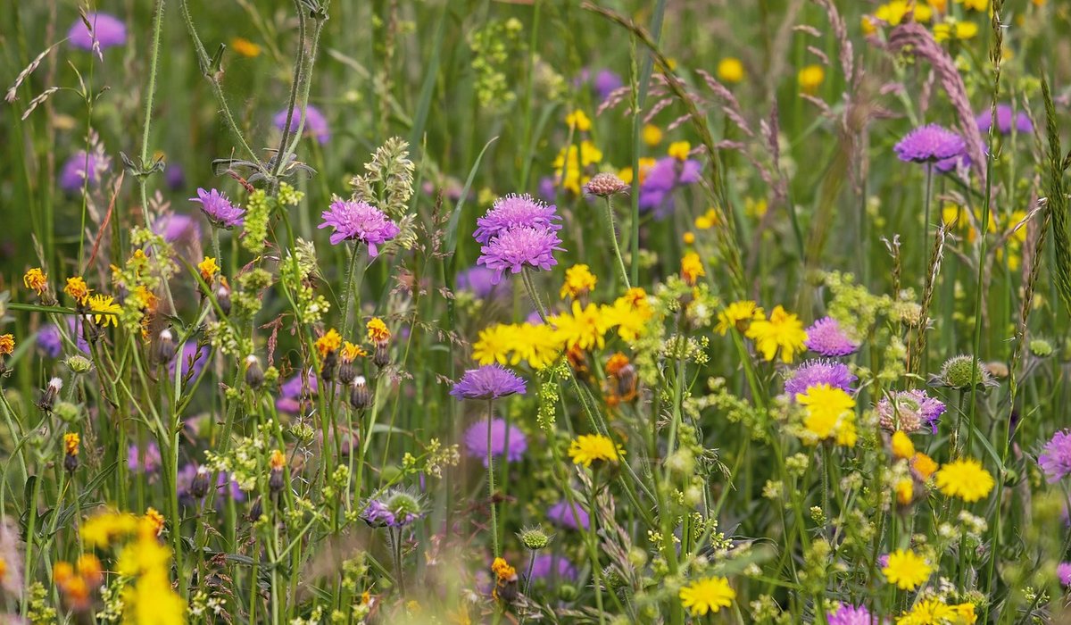 Maintaining Garden Tools Through the Seasons