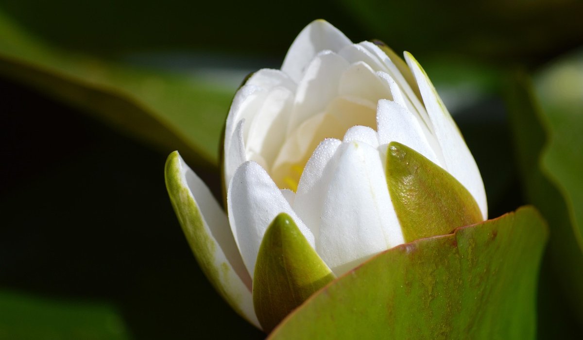Spring Jobs for a Productive Kitchen Garden