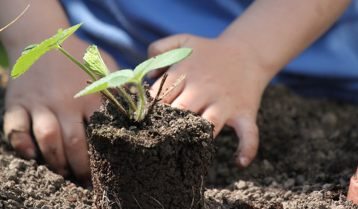 The Benefits of Planting a Native Hedgerow
